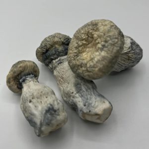 Albino Penis Envy APE