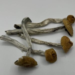 Ecuadorian Mushrooms