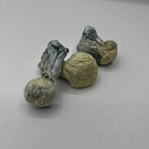 Jack Frost Mushrooms