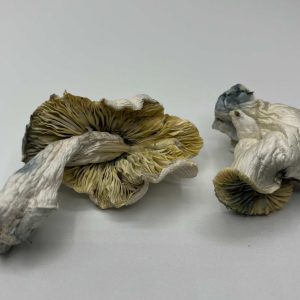 White Lotus Mushrooms