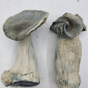 Dry Mushrooms