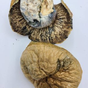 Blue Meanies Magic Mushrooms