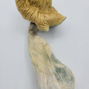 Golden Teachers Magic Mushrooms