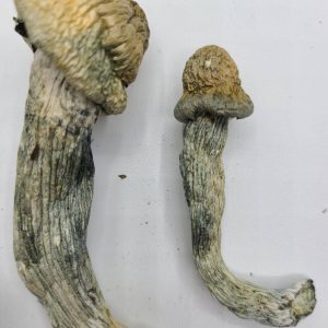 Penis Envy Magic Mushrooms