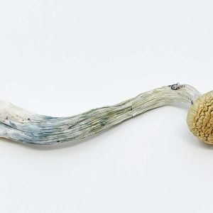 Amazonian Magic Mushrooms