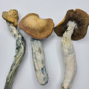 Mazatapec Magic Mushrooms