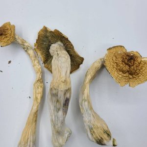 Malabar Magic Mushrooms