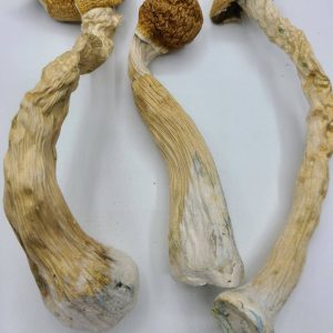 Mexican Magic Mushrooms