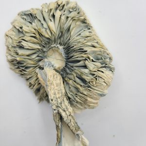 Acadian Magic Mushrooms