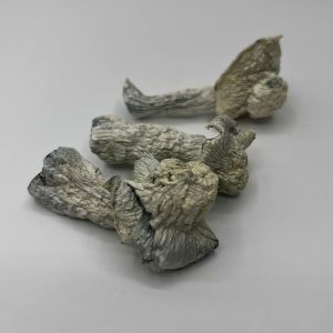 Albino Avery Mushrooms