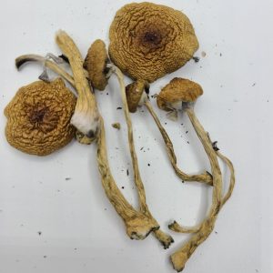 Cambodian Magic Mushrooms
