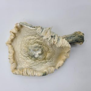 Avery Albino Magic Mushrooms