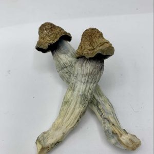 Melmac Magic Mushrooms