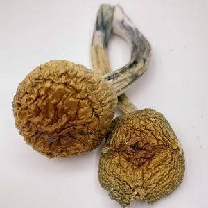 Costa Rican Magic Mushrooms