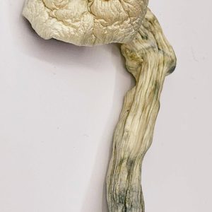 Amazonian Magic Mushrooms Prime