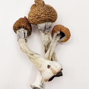 Koh Samui Magic Mushrooms