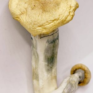 Penis Envy X Texas Yellow Cap Magic Mushrooms