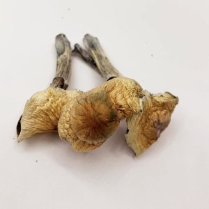 South American Magic Mushrooms