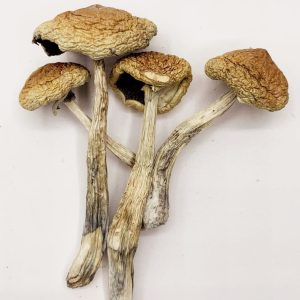 Huautla Magic Mushrooms