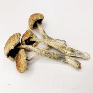 Wollygong Magic Mushrooms