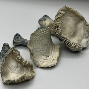 Albino Rollercoaster Mushrooms ARC