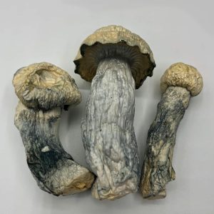 Cosmic Ghost Rider Mushrooms