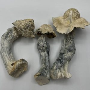 Great White North Mushrooms