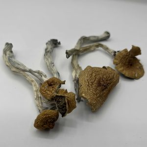 Golden Hawk Mushrooms