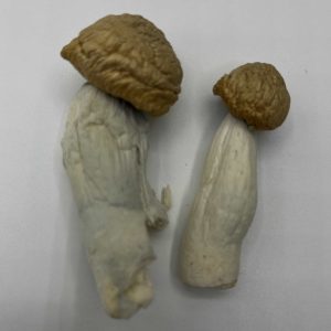 Juggernaut Mushrooms