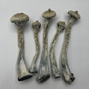 Moby Dick Mushrooms