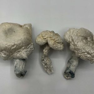 Phobos Mushrooms