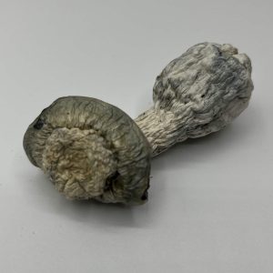 SV-13 mushroom strain