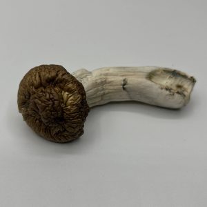 Shilo Mushrooms