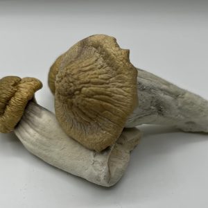 Treasure Coast Mushrooms