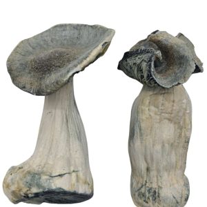 Dry Mushrooms
