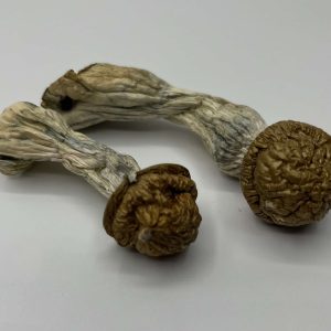 Makilla Gorilla mushroom strain