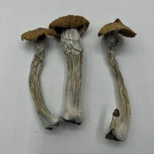 Texas Wild Mushrooms