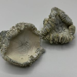 Albino Hualta Mushrooms