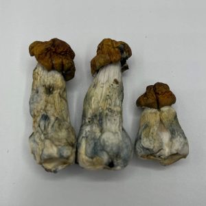 Blue Meanies Mushrooms